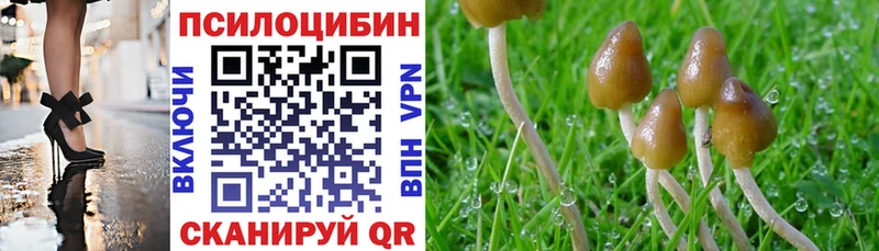 Псилоцибиновые грибы Psilocybe Дзержинский